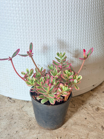 คุณนายไฮโซด่าง กระถาง 3 นิ้ว - Portulaca Grandiflora Variegated