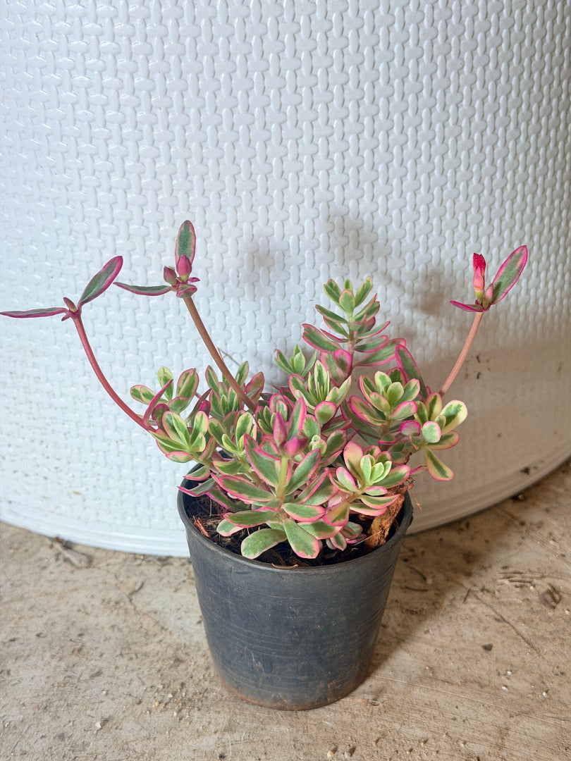 คุณนายไฮโซด่าง กระถาง 3 นิ้ว - Portulaca Grandiflora Variegated