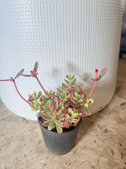 คุณนายไฮโซด่าง กระถาง 3 นิ้ว - Portulaca Grandiflora Variegated