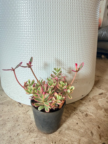 คุณนายไฮโซด่าง กระถาง 3 นิ้ว - Portulaca Grandiflora Variegated