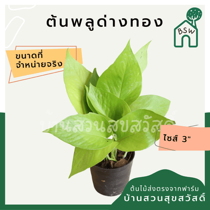 พลูด่างทอง (Golden Pothos) ไม้เลื้อยฟอกอากาศยอดนิยมในกระถาง - Pamathegardener