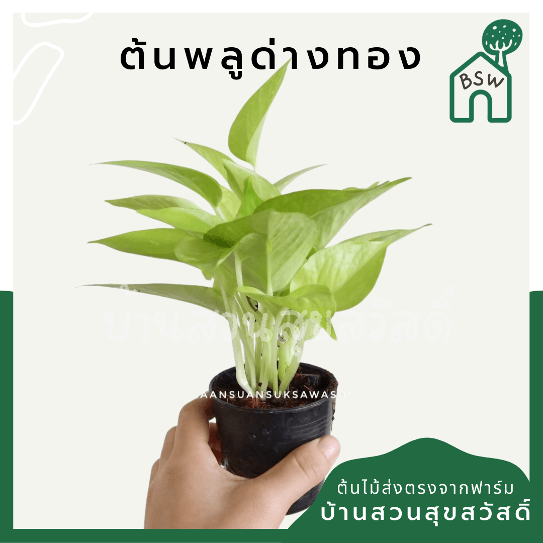 พลูด่างทอง (Golden Pothos) ไม้เลื้อยฟอกอากาศยอดนิยมในกระถาง - Pamathegardener