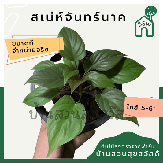 เสน่ห์จันทร์นาค (Homalomena Rubescens) ไม้มงคลในกระถาง 6 นิ้ว - Pamathegardener