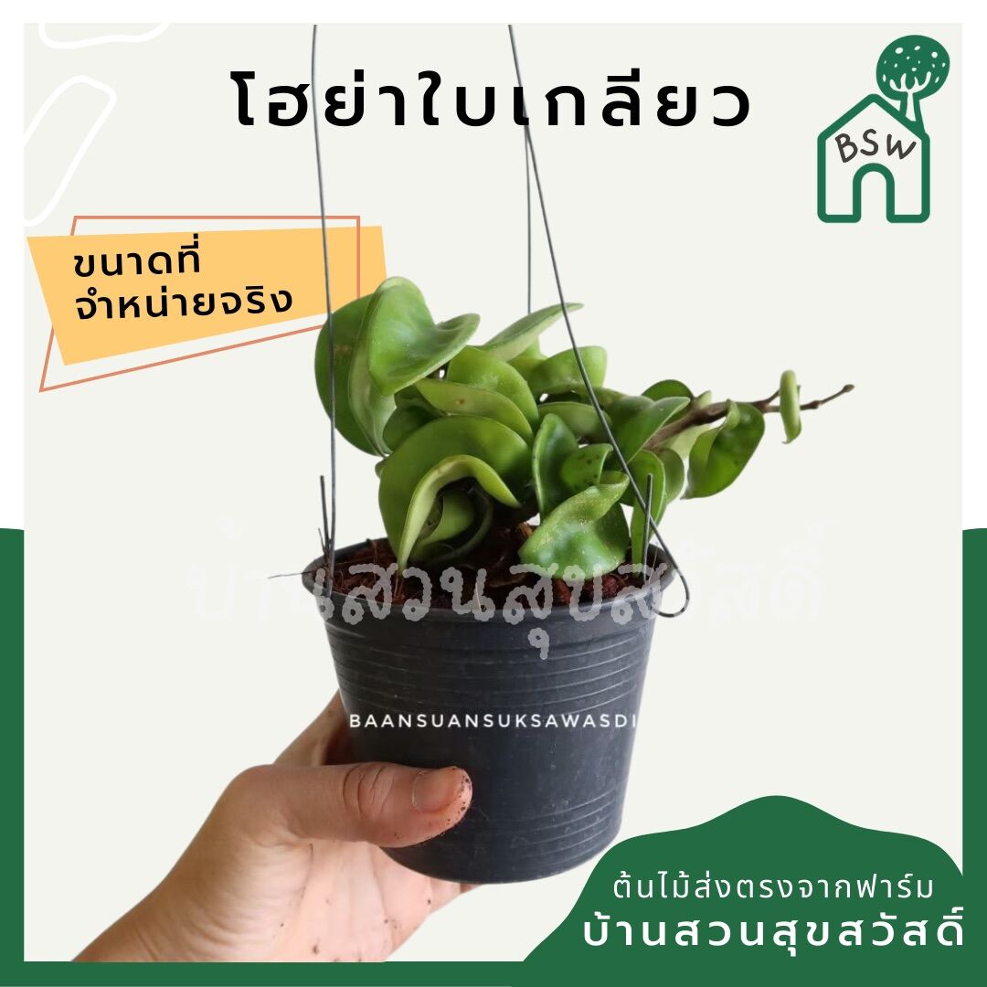 โฮย่าใบเกลียว (Hoya Compacta) ไม้แขวนในกระถาง 4 นิ้ว - Pamathegardener