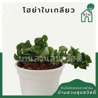 โฮย่าใบเกลียว (Hoya Compacta) ไม้แขวนในกระถาง 4 นิ้ว - Pamathegardener