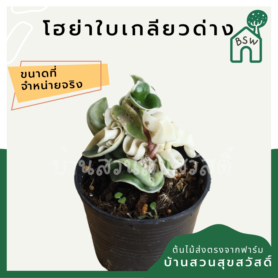 โฮย่าเกลียวด่าง (Hoya Compacta 'Variegata') ไม้แขวนใบลายในกระถาง 4 นิ้ว - Pamathegardener