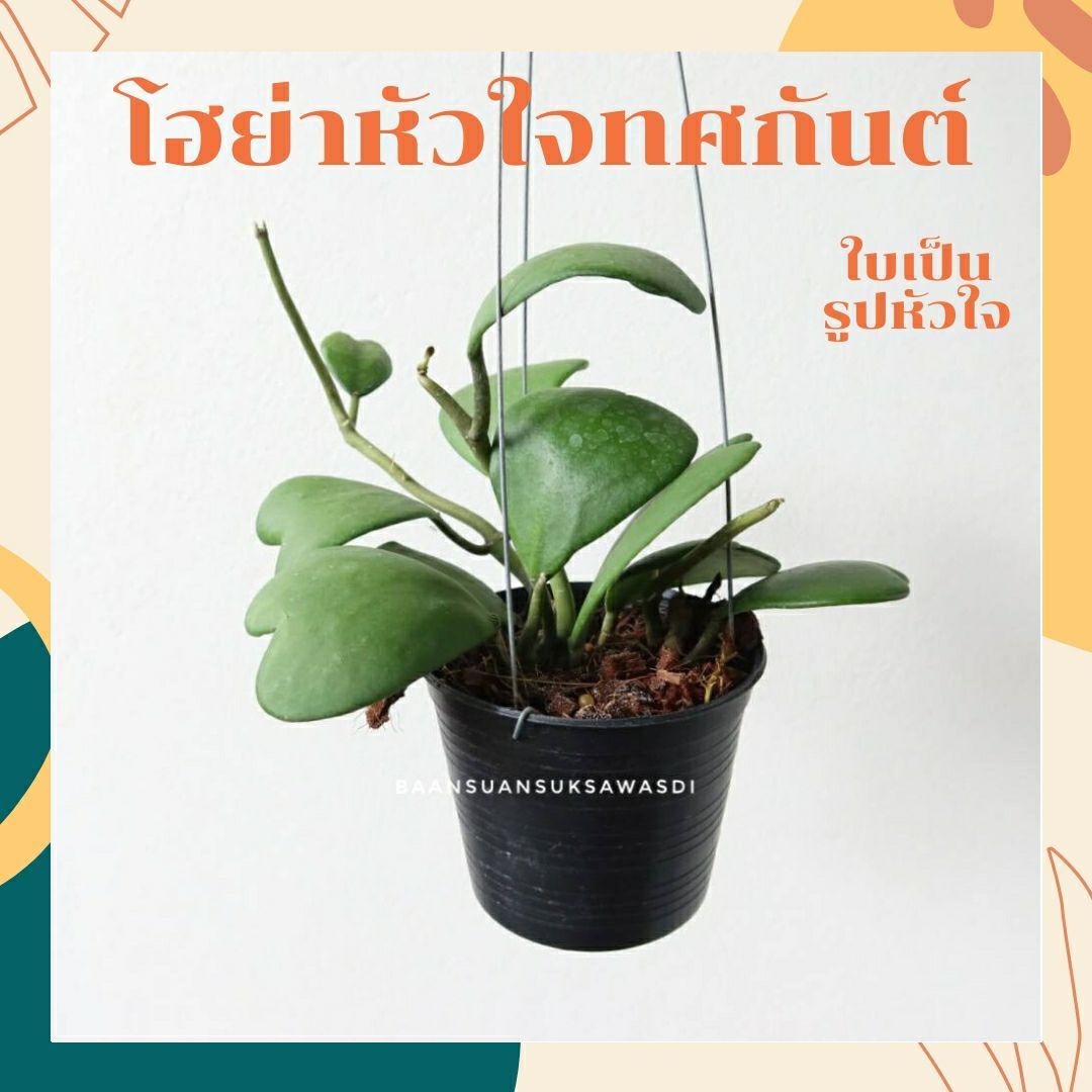 โฮย่าหัวใจ (Hoya Kerrii) ไม้มงคลรูปหัวใจใบเขียว - Pamathegardener