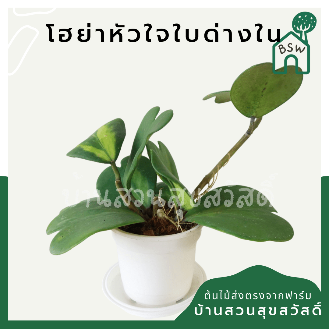 โฮย่าหัวใจใบด่าง (Hoya Kerrii 'Variegata') ไม้มงคลในกระถาง 4 นิ้ว - Pamathegardener