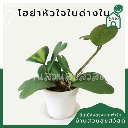 โฮย่าหัวใจใบด่าง (Hoya Kerrii 'Variegata') ไม้มงคลในกระถาง 4 นิ้ว - Pamathegardener