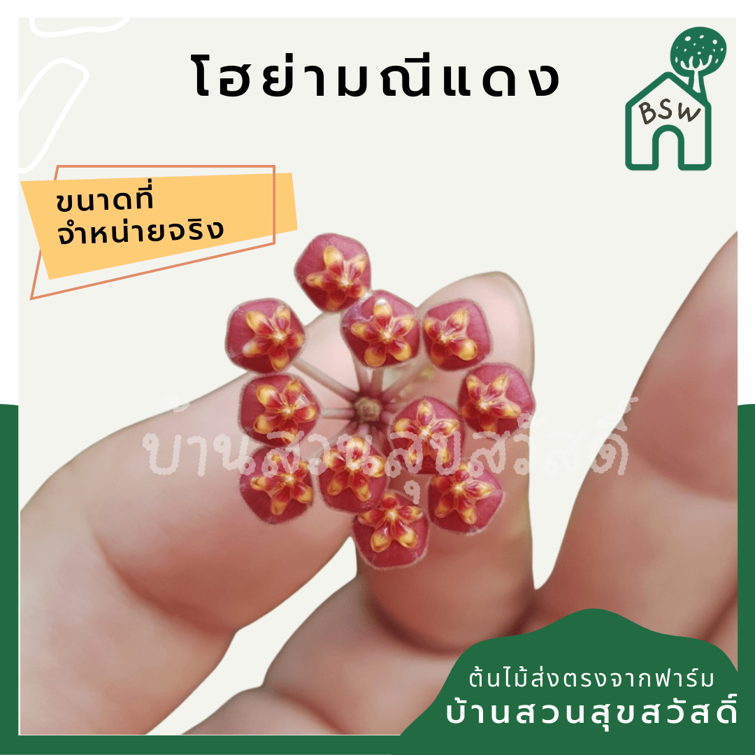 โฮย่ามณีแดง (Hoya 'Manee Daeng') ไม้เลื้อยดอกสวยในกระถาง 4 นิ้ว - Pamathegardener