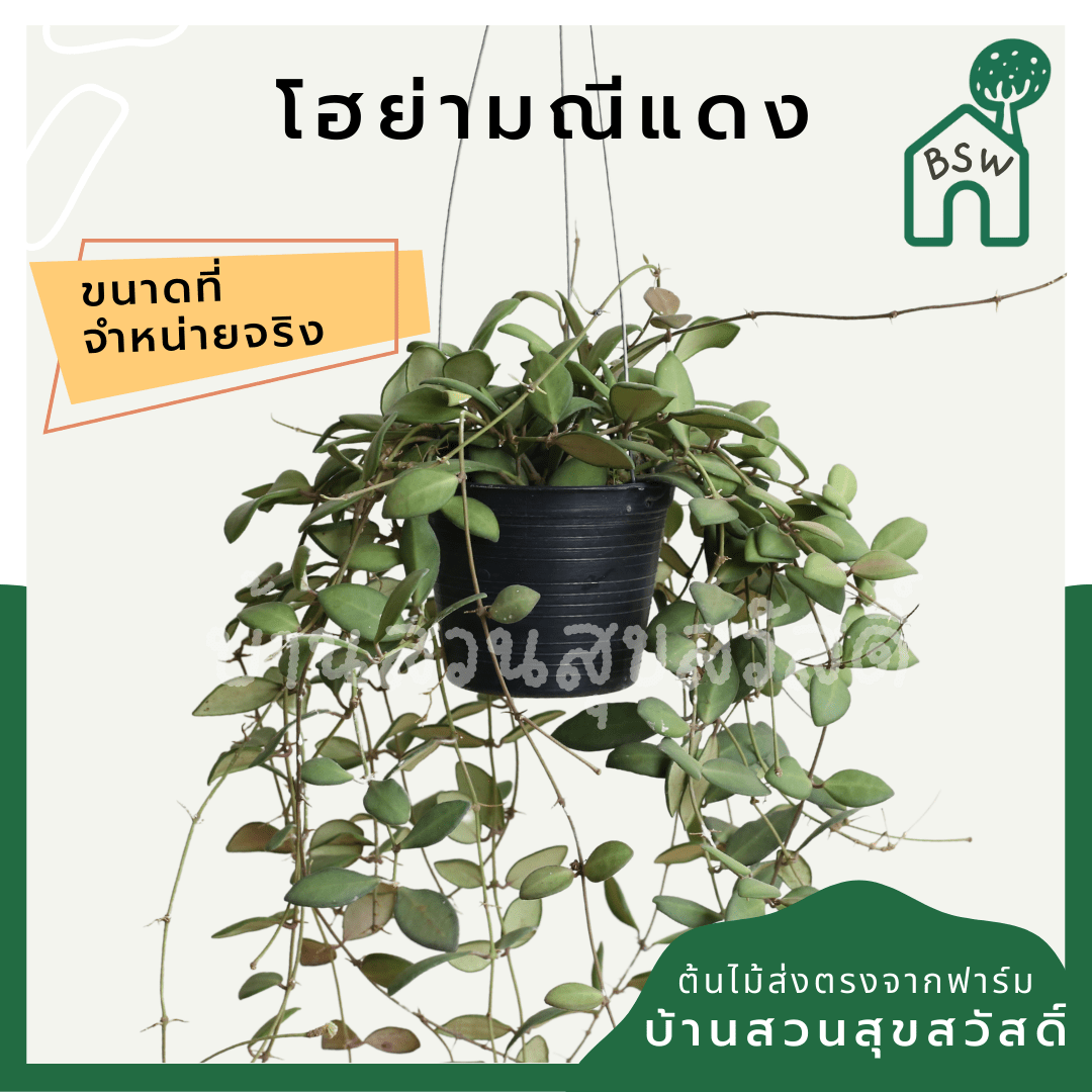 โฮย่ามณีแดง (Hoya 'Manee Daeng') ไม้เลื้อยดอกสวยในกระถาง 4 นิ้ว - Pamathegardener