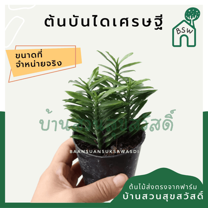 บันไดเศรษฐี (Hoya Retusa) ไม้มงคลในกระถาง 3 นิ้ว - Pamathegardener