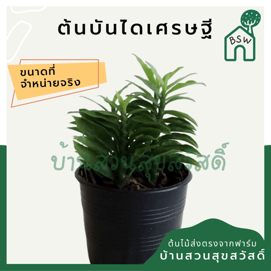 บันไดเศรษฐี (Hoya Retusa) ไม้มงคลในกระถาง 3 นิ้ว - Pamathegardener