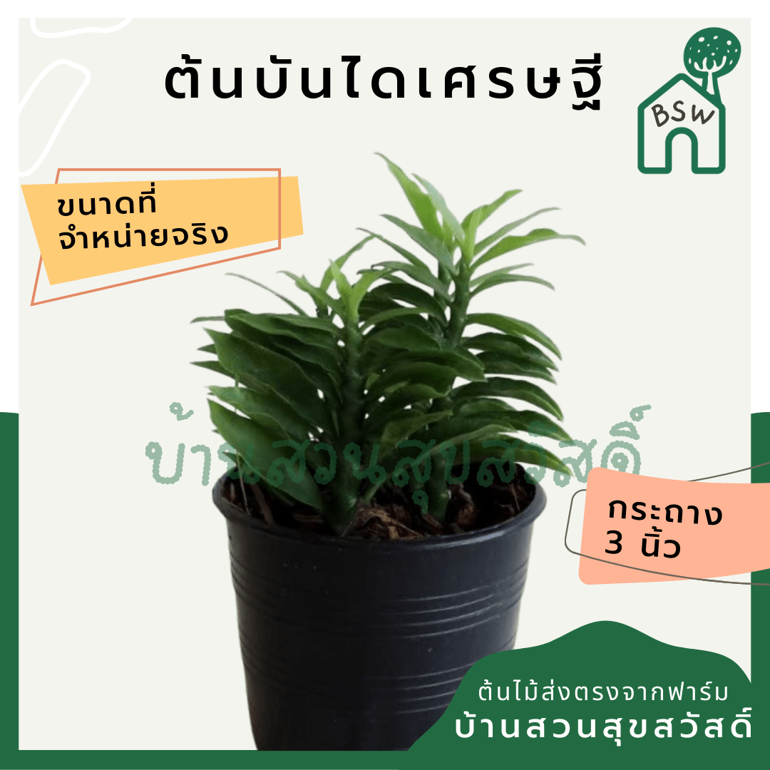 บันไดเศรษฐี (Hoya Retusa) ไม้มงคลในกระถาง 3 นิ้ว - Pamathegardener