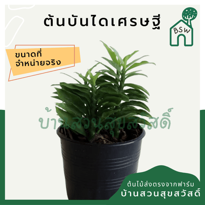 บันไดเศรษฐี (Hoya Retusa) ไม้มงคลในกระถาง 3 นิ้ว - Pamathegardener