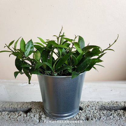 โฮย่าดอกขาว โฮย่าฮาวาย (Hoya 'White Flower') ไม้แขวนดอกหอมในกระถาง 4 นิ้ว - Pamathegardener