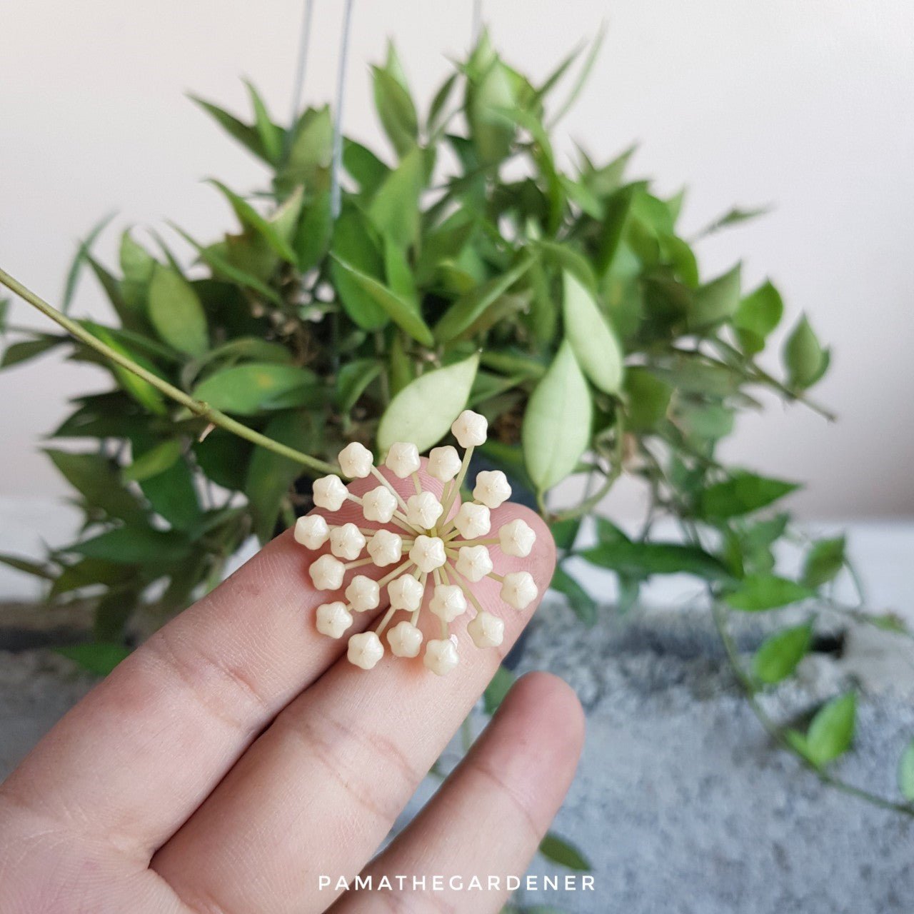 โฮย่าดอกขาว โฮย่าฮาวาย (Hoya 'White Flower') ไม้แขวนดอกหอมในกระถาง 4 นิ้ว - Pamathegardener