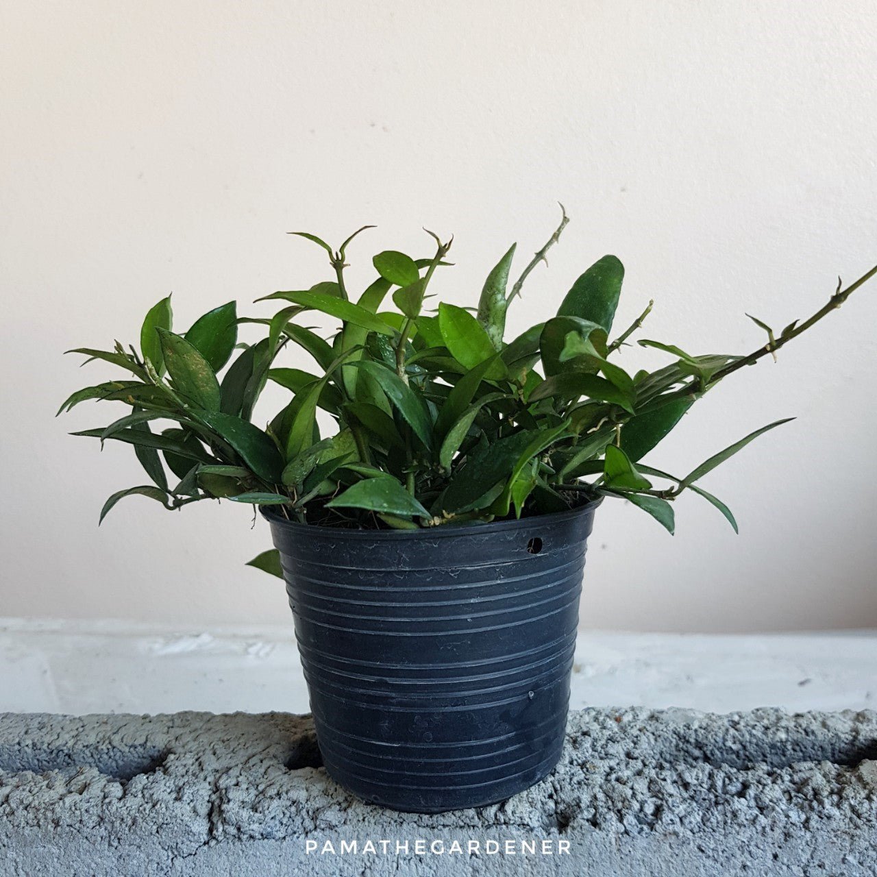 โฮย่าดอกขาว โฮย่าฮาวาย (Hoya 'White Flower') ไม้แขวนดอกหอมในกระถาง 4 นิ้ว - Pamathegardener