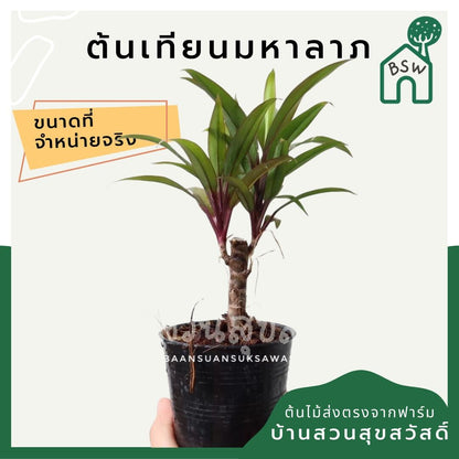 เทียนมหาลาภ (Justicia brandegeeana 'Pink') ไม้มงคลในกระถาง 3 นิ้ว - Pamathegardener