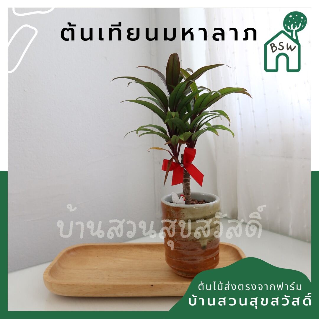 เทียนมหาลาภ (Justicia brandegeeana 'Pink') ไม้มงคลในกระถาง 3 นิ้ว - Pamathegardener