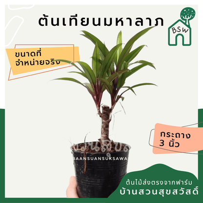 เทียนมหาลาภ (Justicia brandegeeana 'Pink') ไม้มงคลในกระถาง 3 นิ้ว - Pamathegardener