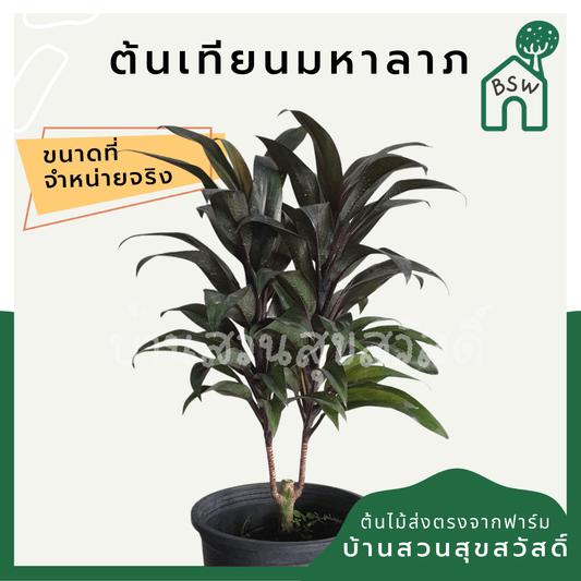 เทียนมหาลาภ (Justicia brandegeeana 'Pink') ไม้มงคลในกระถาง 3 นิ้ว - Pamathegardener