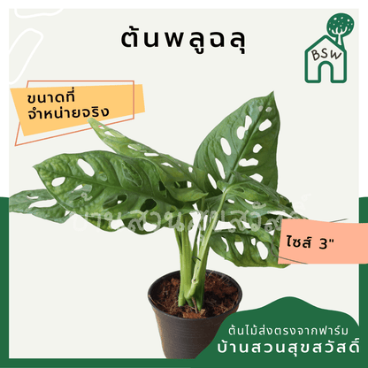 พลูฉลุ (Monstera Adansonii) ไม้ฟอกอากาศรูปร่างสวยในกระถางพร้อมตั้ง - Pamathegardener