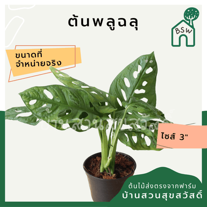 พลูฉลุ (Monstera Adansonii) ไม้ฟอกอากาศรูปร่างสวยในกระถางพร้อมตั้ง - Pamathegardener