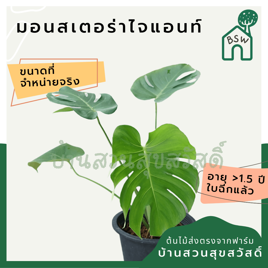 มอนสเตอร่า (Monstera Deliciosa) ไม้ฟอกอากาศยอดนิยมในกระถาง - Pamathegardener