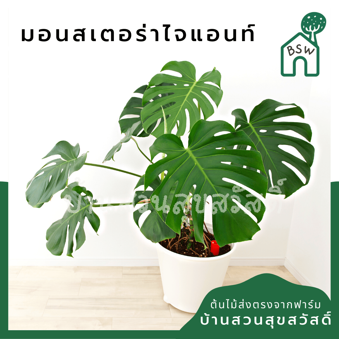 มอนสเตอร่า (Monstera Deliciosa) ไม้ฟอกอากาศยอดนิยมในกระถาง - Pamathegardener