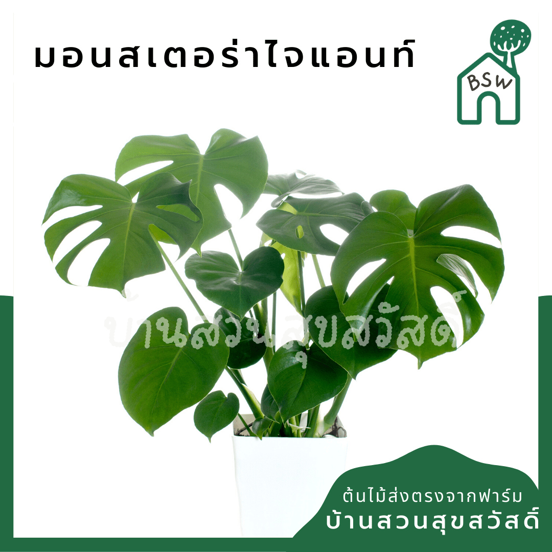 มอนสเตอร่า (Monstera Deliciosa) ไม้ฟอกอากาศยอดนิยมในกระถาง - Pamathegardener