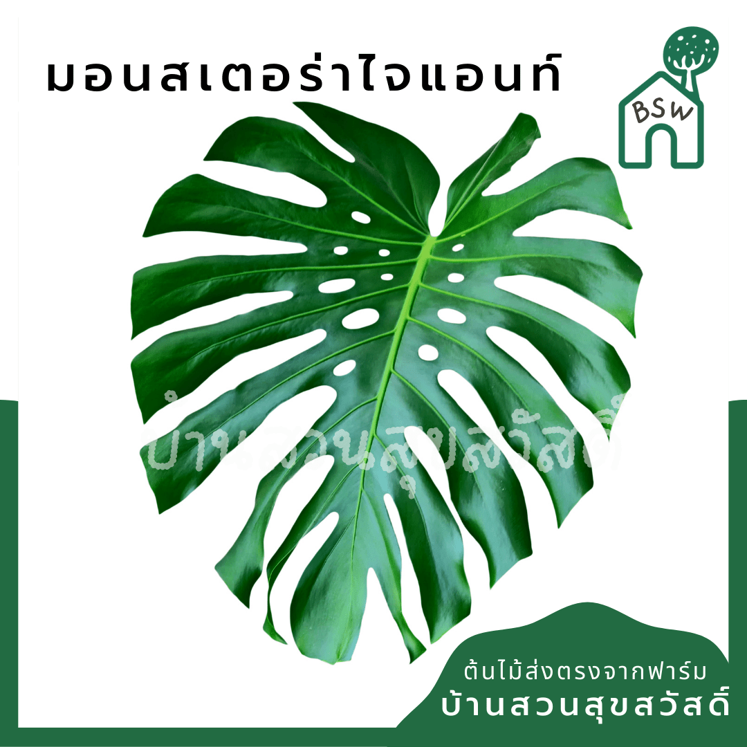 มอนสเตอร่า (Monstera Deliciosa) ไม้ฟอกอากาศยอดนิยมในกระถาง - Pamathegardener