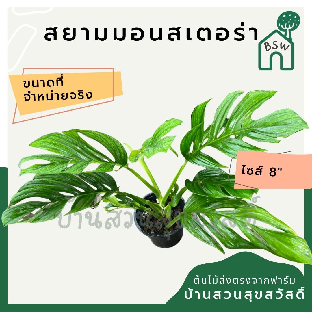 สยามมอนสเตอร่า (Monstera Thai Constellation) ไม้ฟอกอากาศในกระถาง 8 นิ้ว - Pamathegardener
