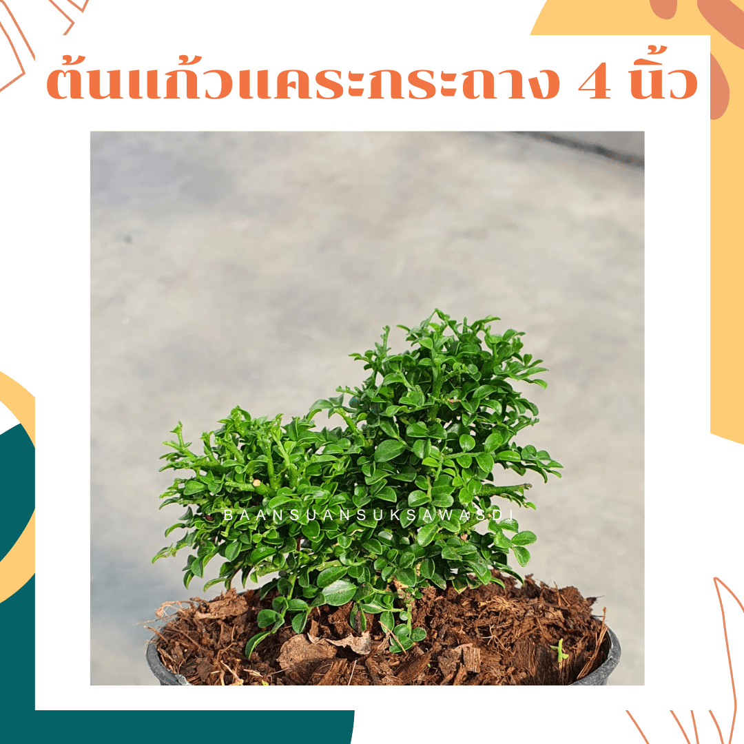 แก้วแคระมหามงคล (Murraya Paniculata) ไม้ดอกหอมในกระถาง 4 นิ้ว - Pamathegardener