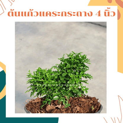 แก้วแคระมหามงคล (Murraya Paniculata) ไม้ดอกหอมในกระถาง 4 นิ้ว - Pamathegardener