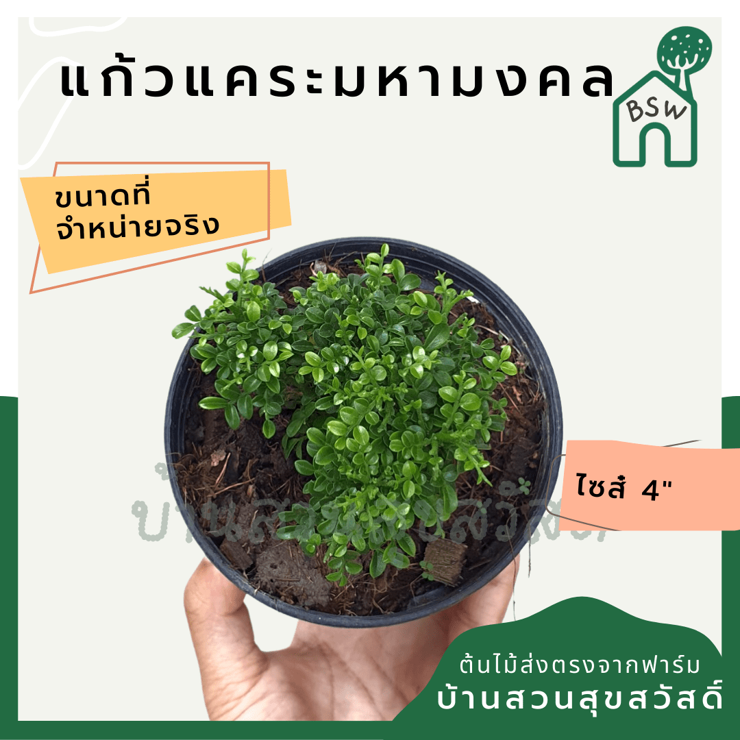 แก้วแคระมหามงคล (Murraya Paniculata) ไม้ดอกหอมในกระถาง 4 นิ้ว - Pamathegardener