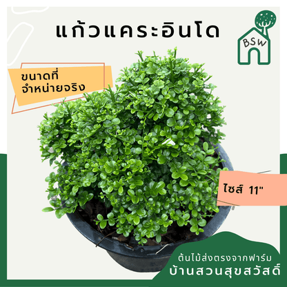 แก้วแคระอินโด (Murraya Paniculata 'Indo Dwarf') ไม้ดอกหอมในกระถาง 11 นิ้ว - Pamathegardener