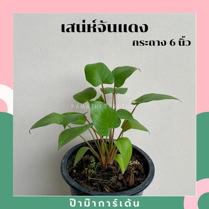 รวมต้นสเน่ห์จันทร์. ต้นสเน่ห์จันทร์แดง ต้นสเน่ห์จันทร์ขาว ต้นสเน่ห์จันทร์ดำ /นาค/ทอง - Pamathegardener