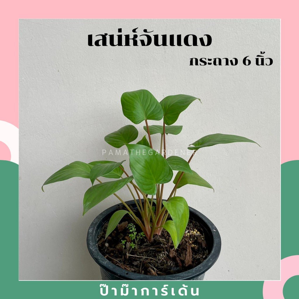 รวมต้นสเน่ห์จันทร์. ต้นสเน่ห์จันทร์แดง ต้นสเน่ห์จันทร์ขาว ต้นสเน่ห์จันทร์ดำ /นาค/ทอง - Pamathegardener