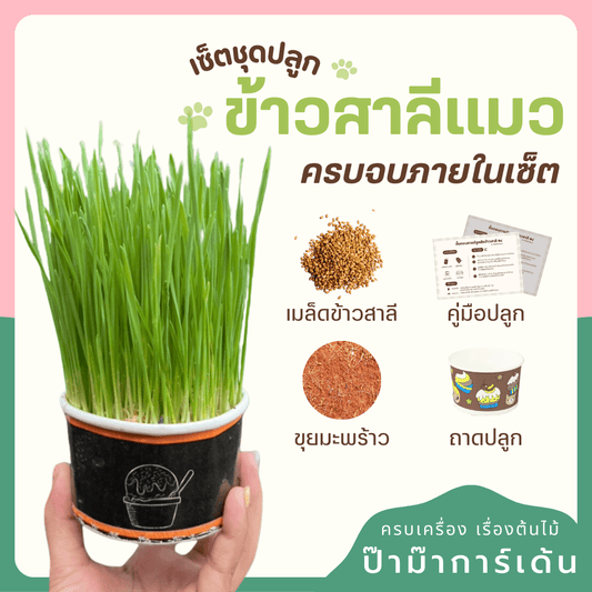 เชตปลูกต้นข้าวสาลี แบบชุดและแบบเติม - Pamathegardener