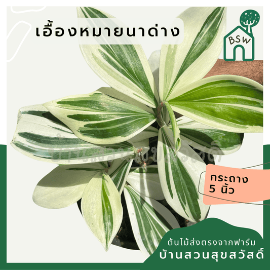 เอื้องหมายนาด่าง ไม้มงคล - Pamathegardener