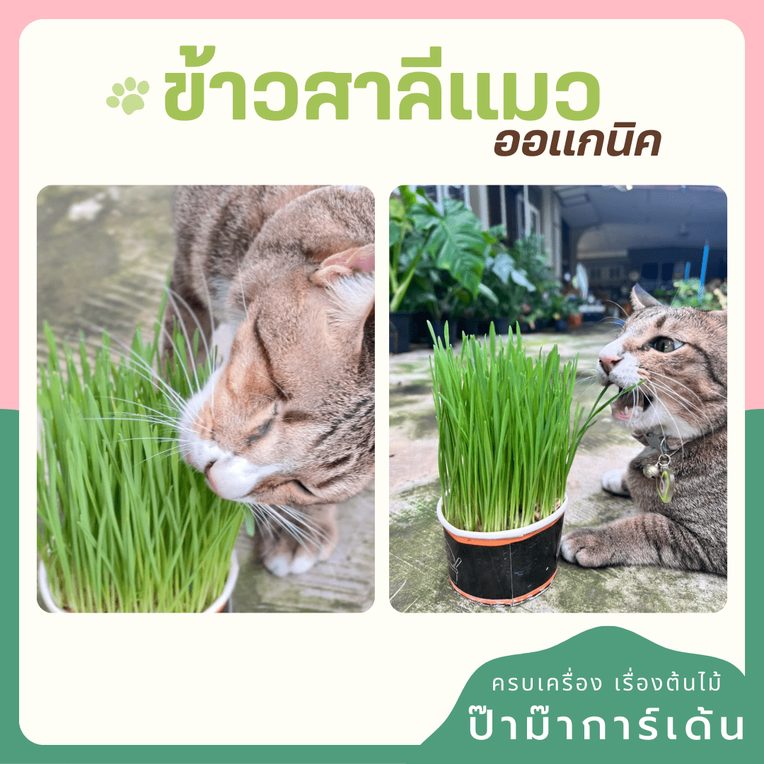 เชตปลูกต้นข้าวสาลี แบบชุดและแบบเติม - Pamathegardener