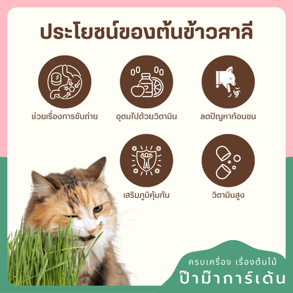 เชตปลูกต้นข้าวสาลี แบบชุดและแบบเติม - Pamathegardener
