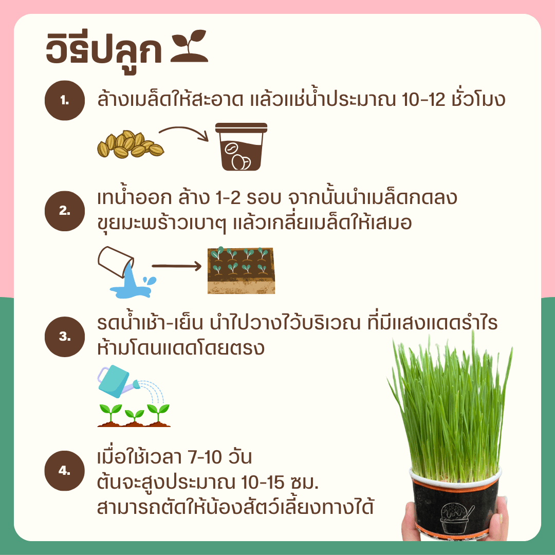 เชตปลูกต้นข้าวสาลี แบบชุดและแบบเติม - Pamathegardener