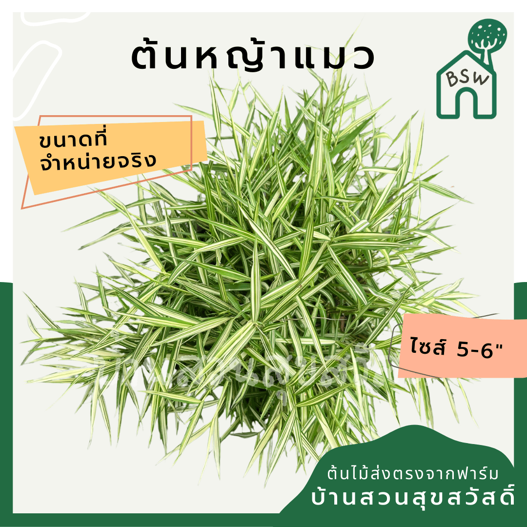 หญ้าแมวไผ่เงิน (Pennisetum) อาหารสำหรับสัตว์เลี้ยงในกระถาง 5 - 6 นิ้ว - Pamathegardener
