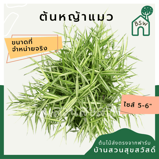 หญ้าแมวไผ่เงิน (Pennisetum) อาหารสำหรับสัตว์เลี้ยงในกระถาง 5 - 6 นิ้ว - Pamathegardener