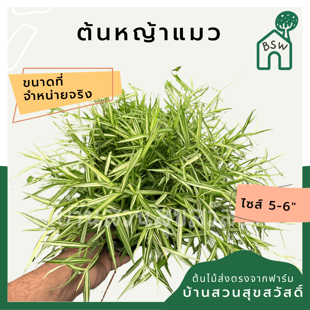 หญ้าแมวไผ่เงิน (Pennisetum) อาหารสำหรับสัตว์เลี้ยงในกระถาง 5 - 6 นิ้ว - Pamathegardener