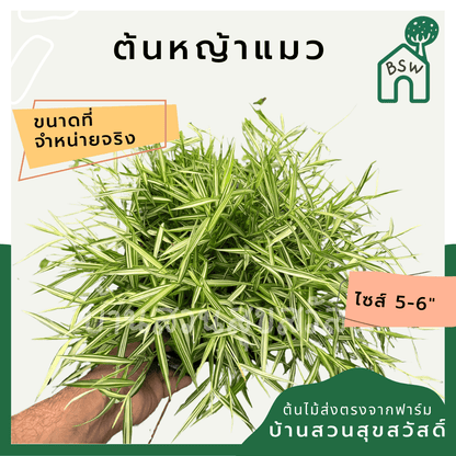 หญ้าแมวไผ่เงิน (Pennisetum) อาหารสำหรับสัตว์เลี้ยงในกระถาง 5 - 6 นิ้ว - Pamathegardener