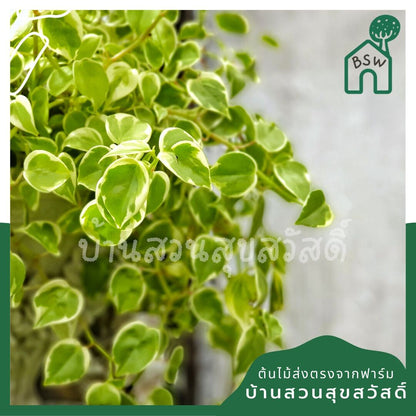 เปปเปอร์โรเนียใบด่าง (Peperomia Obtusifolia) ไม้ฟอกอากาศในบ้าน กระถาง 4 นิ้ว - Pamathegardener