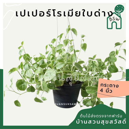 เปปเปอร์โรเนียใบด่าง (Peperomia Obtusifolia) ไม้ฟอกอากาศในบ้าน กระถาง 4 นิ้ว - Pamathegardener